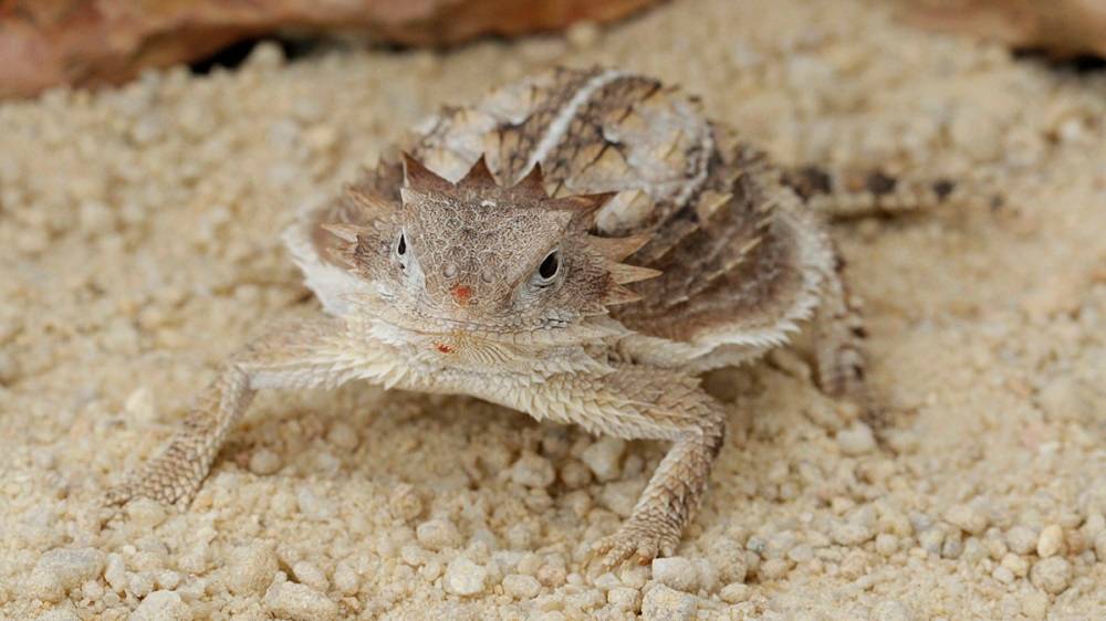 Regal horned lizard